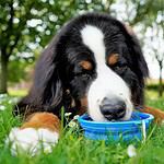 Bernese Mountain Dog drinks from collapsible water bowl. Excessive thirst is a sign of serious dog health problems like diabetes, kidney failure, liver disease, leptospirosis, and Cushing's Disease.