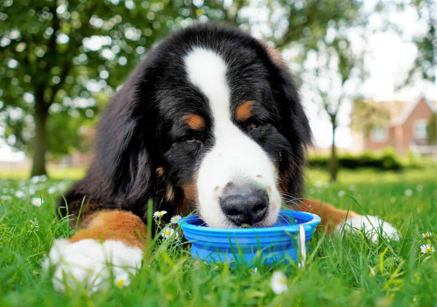 do bernese mountain dogs drink a lot of water