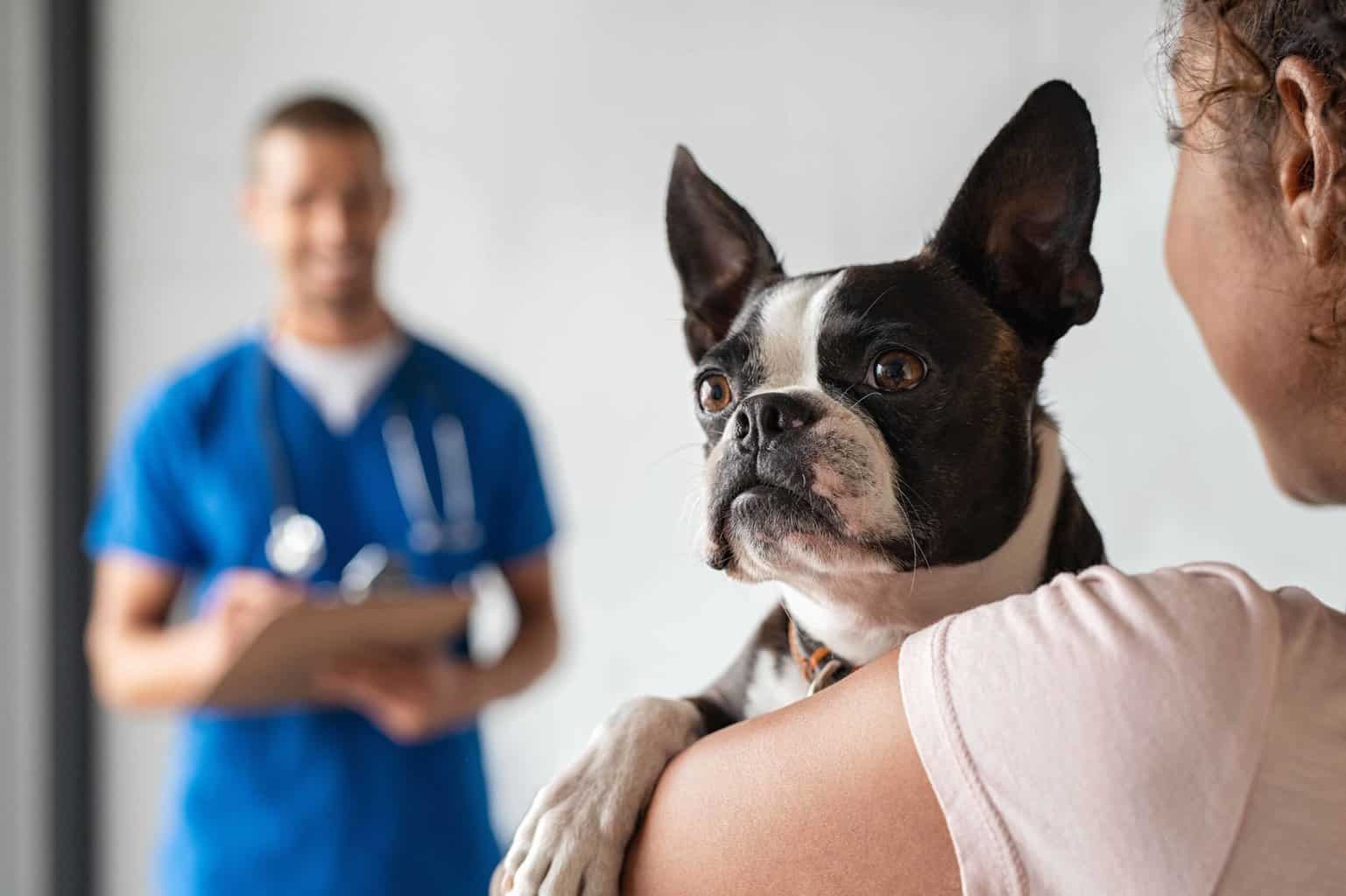 Woman holds Boston Terrier while talking to veterinarian. Stay calm during your puppy's first vet visit. If you get nervous or show any signs of anxiety, your dog may also become anxious.
