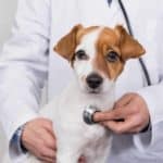 Veterinarian listens to Jack Russell Terrier's heart. Your puppy's first vet visit is critical and sets the tone for future interactions with your veterinarian. Use our nine tips to prepare.