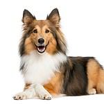 Happy Shetland Sheepdog. Keeping your fluffy dog clean and healthy doesn't have to be complicated. Simply brush, bathe, use a pet hair dryer, and feed a healthy diet.