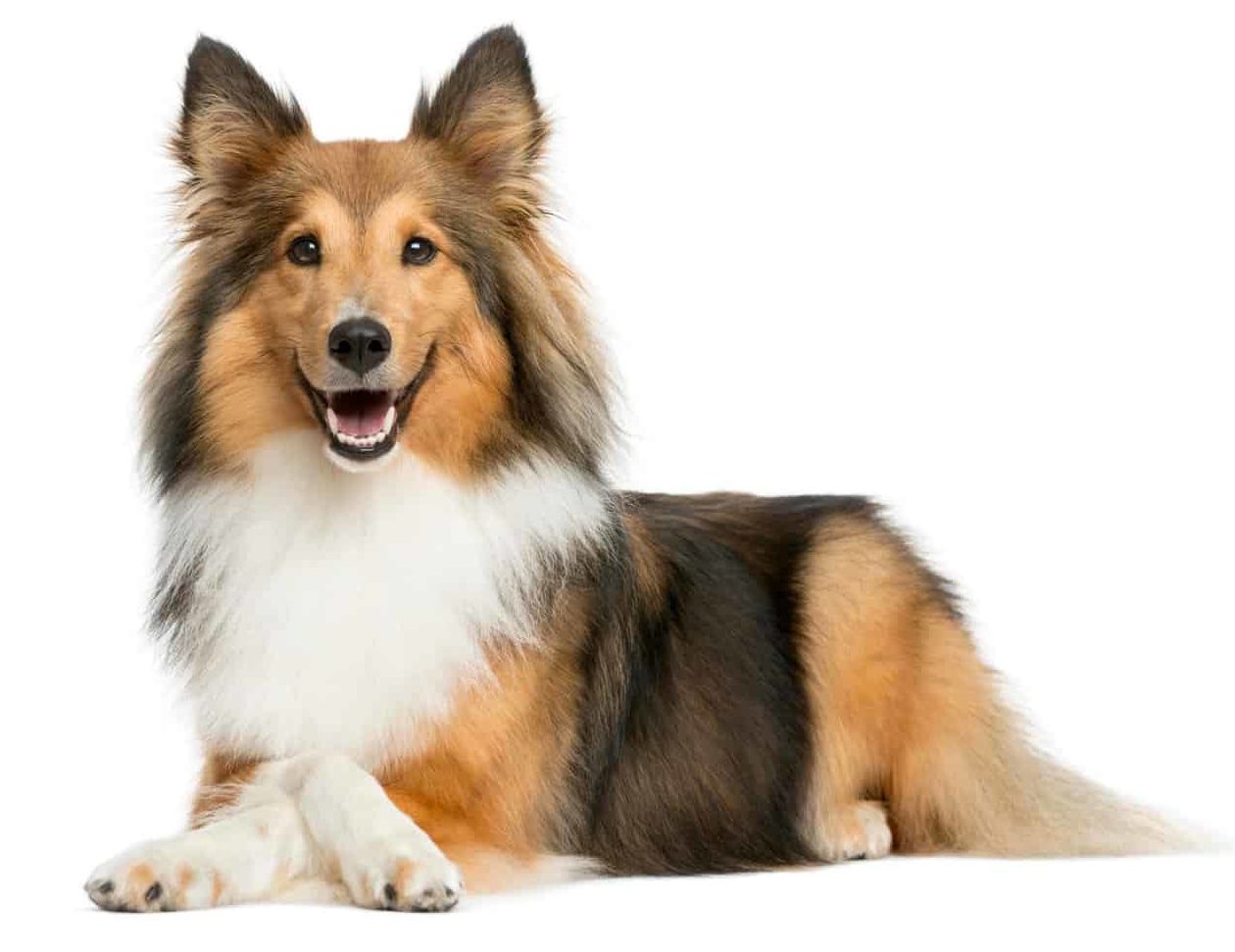 Happy Shetland Sheepdog. Keeping your fluffy dog clean and healthy doesn't have to be complicated. Simply brush, bathe, use a pet hair dryer, and feed a healthy diet.