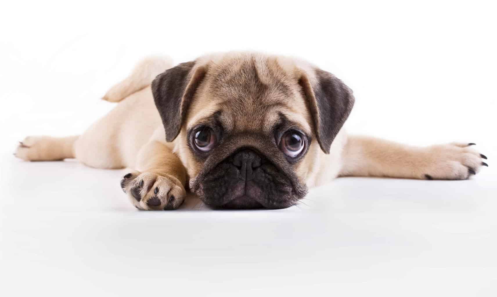 Pug puppy on white background. Pugs are small, compact dogs that need little exercise. The friendly dogs are good with kids and other pets.