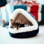 Chihuahua snuggles in igloo-style dog bed.