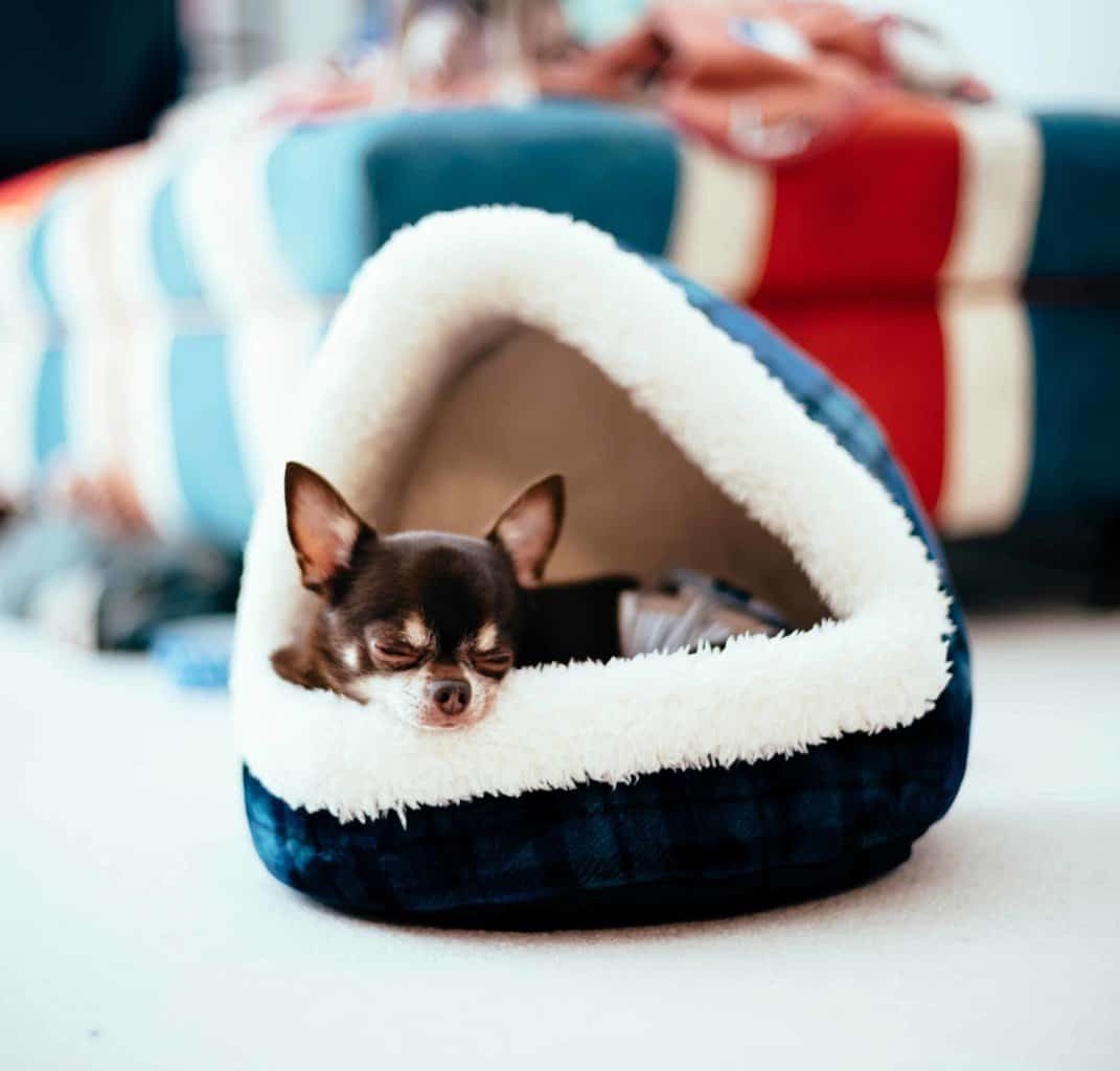 Chihuahua snuggles in igloo-style dog bed.