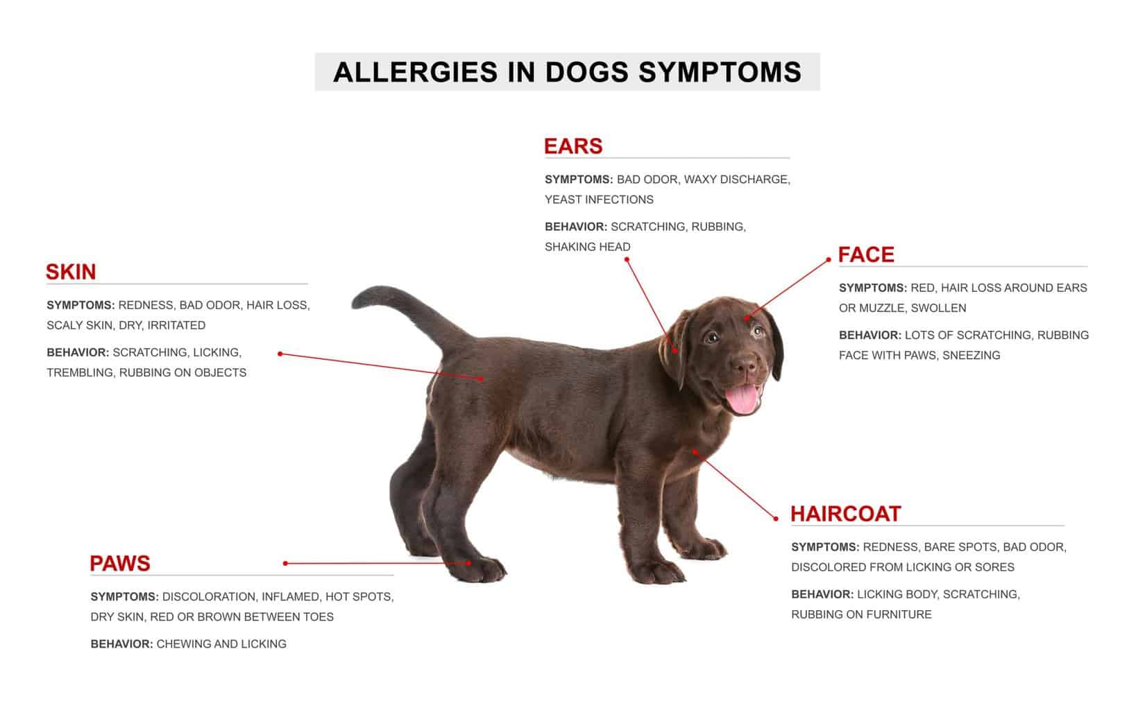 Seasonal allergies graphic