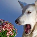 Photo illustration of dog sneezing after being exposed to flowers.