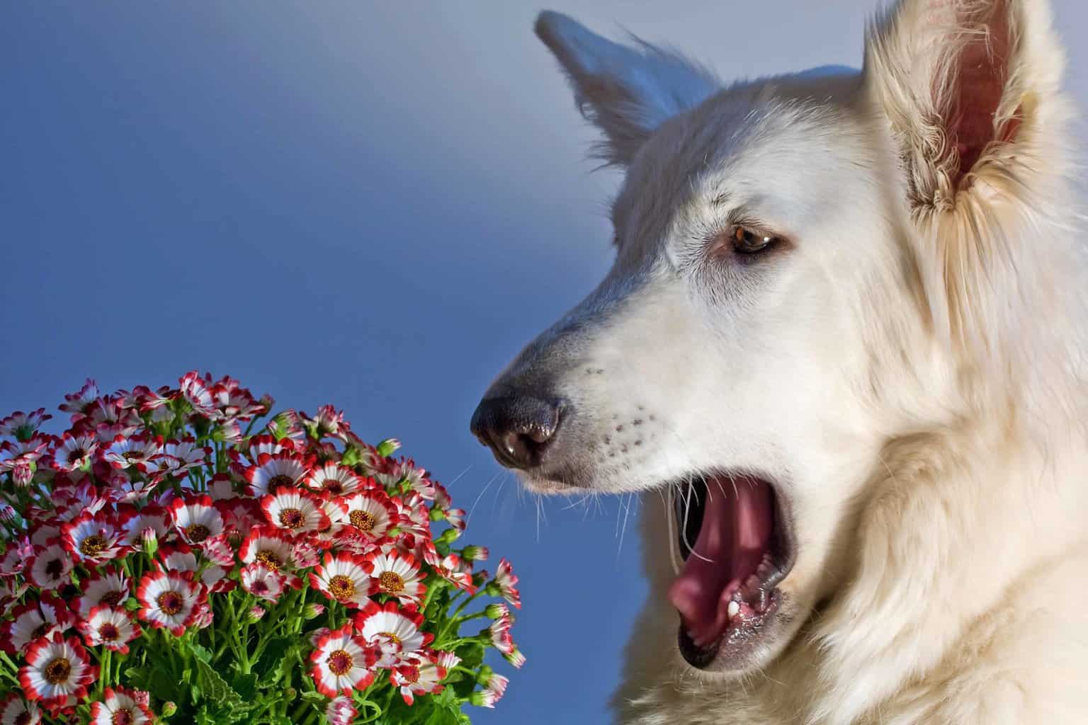 Photo illustration of dog sneezing after being exposed to flowers.