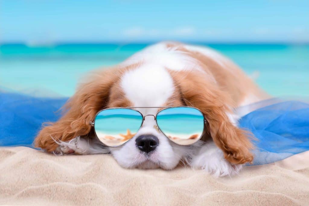 Cavalier King Charles Spaniel puppy wears sunglasses in summer photo illustration. Use our summer grooming tips to reduce the risk of dehydration, foot pad burn, heat stroke, and sunburn in high temperatures.
