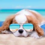 Cavalier King Charles Spaniel puppy wears sunglasses in summer photo illustration. Use our summer grooming tips to reduce the risk of dehydration, foot pad burn, heat stroke, and sunburn in high temperatures.