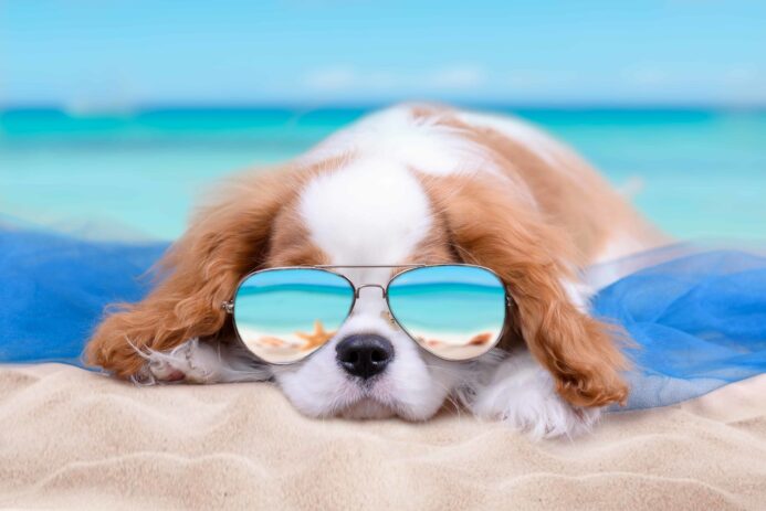 Cavalier King Charles Spaniel puppy wears sunglasses in summer photo illustration. Use our summer grooming tips to reduce the risk of dehydration, foot pad burn, heat stroke, and sunburn in high temperatures.