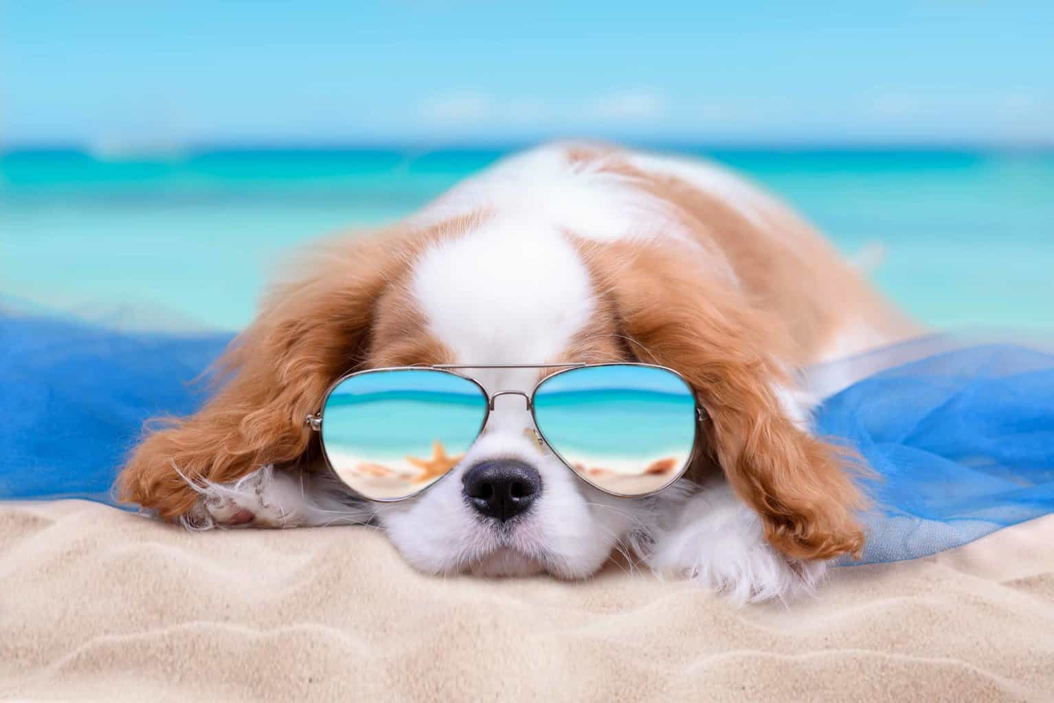 Cavalier King Charles Spaniel puppy wears sunglasses in summer photo illustration. Use our summer grooming tips to reduce the risk of dehydration, foot pad burn, heat stroke, and sunburn in high temperatures.