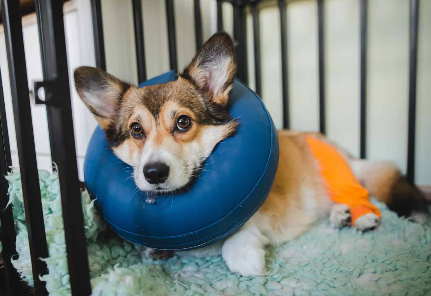 Corgi wearing an e-collar recovers after surgery to repair a torn ACL.