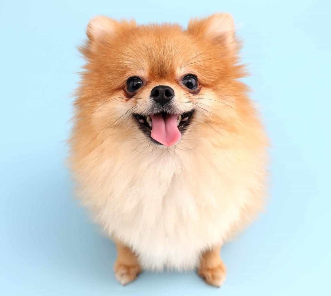 Smiling Pomeranian on blue background. Learn the truth about whether wet or dry dog food is better for your puppy’s teeth.