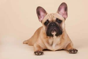 If your brachycephalic dog, like a French bulldog, weighs too much, breathing risks increase. Overweight dogs are more likely to experience asthma, other breathing difficulties, and more medical concerns in general.