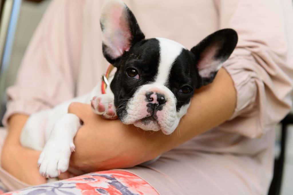 Owner cuddles French bulldog. Brachycephalic dog breeds experience health issues: breathing disorders, exercise-induced problems, and trouble tolerating heat and cold.