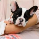 Owner cuddles French bulldog. Brachycephalic dog breeds experience health issues: breathing disorders, exercise-induced problems, and trouble tolerating heat and cold.