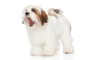 Flat-faced dogs like the Lhasa Apso can have trouble sleeping and may be more prone to sleep apnea, anxiety and agitation, forgetfulness, and other health issues.