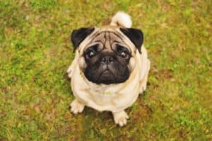 Like other Brachycephalic dogs, the pug is famous for the "reverse sneeze."