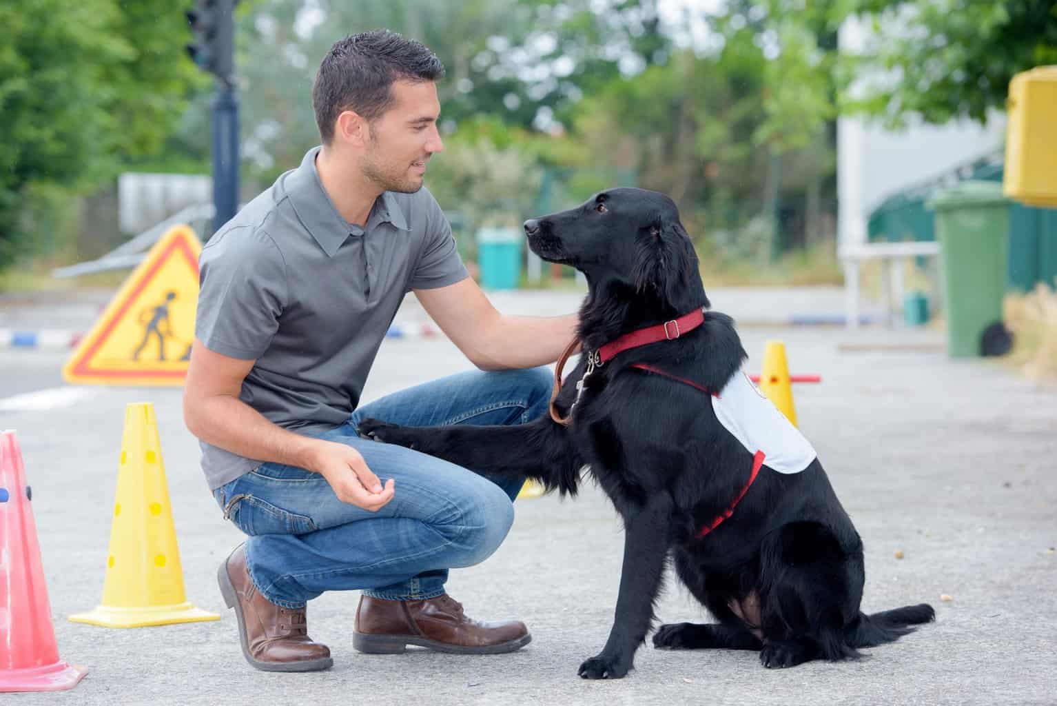 Man trains assistance dog. Training animals is a popular animal job. This career allows you to work with animals and help them learn new tricks or behaviors.