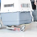 Animal transporter takes dog through airport. If you love animals, consider an animal job such as transporter, veterinarian, trainer, zookeeper, forest ranger, or wildlife biologist.