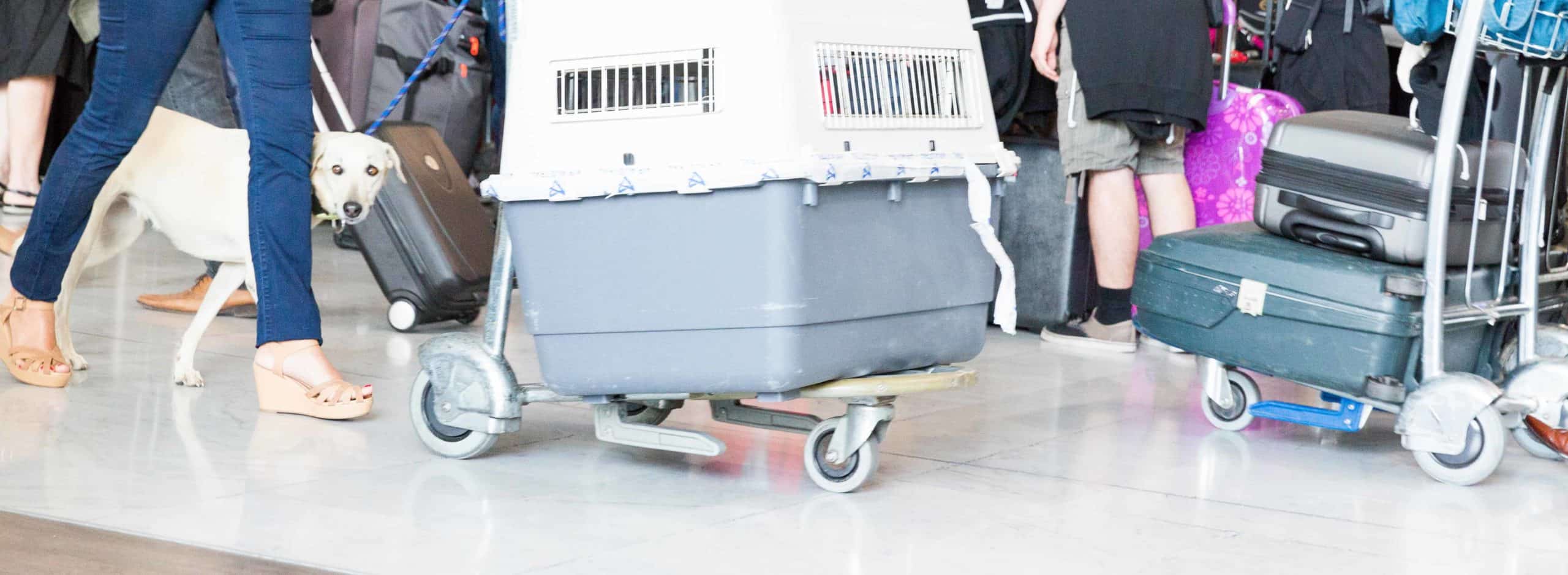 Animal transporter takes dog through airport. If you love animals, consider an animal job such as transporter, veterinarian, trainer, zookeeper, forest ranger, or wildlife biologist.