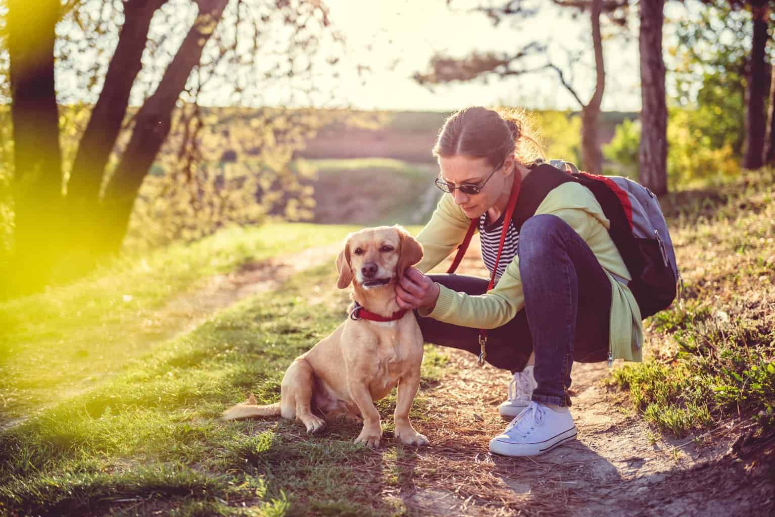 Woman checks dog for ticks. If you find ticks, use our tips for at-home tick removal.