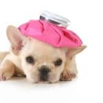 Sick French Bulldog puppy with water bottle on head. Give your sick dog the best care: Make sure your dog gets enough rest, stays hydrated, and stays comfortable. Watch for behavior changes.