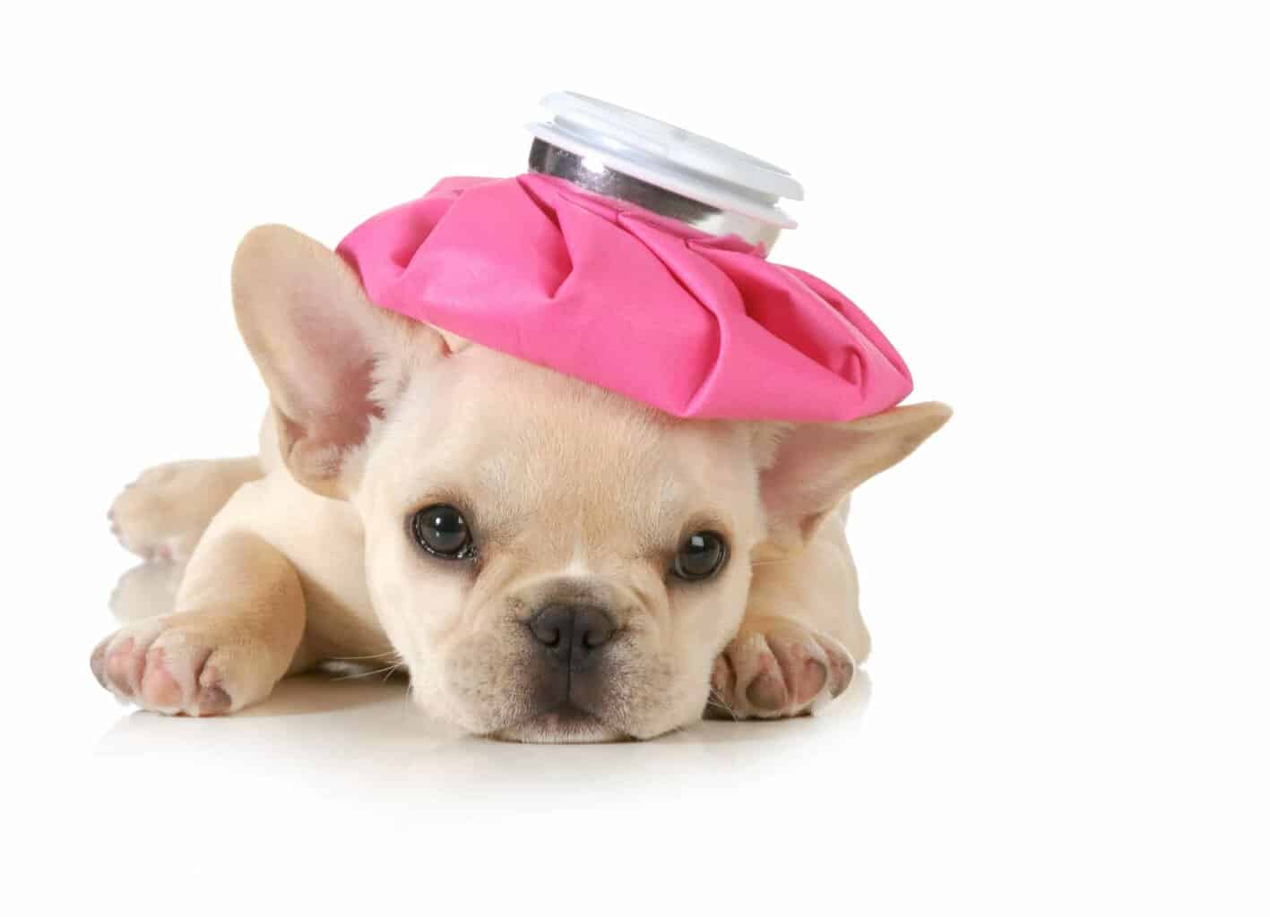 how-to-tell-if-your-dog-is-sick-sick-dog-dog-illnesses-dog-wear