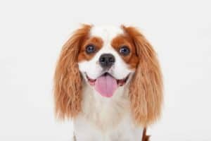 Brachycephalic dogs like the King Charles Spaniel have small mouths which causes teeth overcrowding and development issues. 