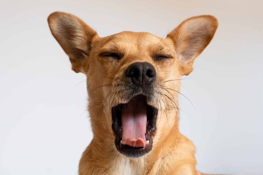 Dog yawning. Understand dog signs: Like humans, dogs yawn when they feel stressed, tired, or sleepy. Some dogs also mimic their owners, so if you yawn, your dog might, too.