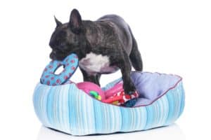Frenchie plays with dog toys in dog bed. When it comes to dog toy storage, there are endless possibilities. Every home has a solution, from a decorative puppy toy basket and bins to dog toy boxes that double as furniture.