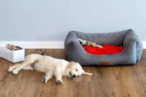 Sleepy golden retriever puppy snoozes by dog bed and dog toy box. Sort your dog's toys by type. For example, keep all the soft plush toys in one area, and the hard rubber chew toys in another.