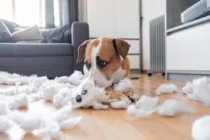 Jack Russell terrier destroys stuffed toy. Allowing your dog to destroy their toys is a great way to keep them happy and prevent them from becoming bored or frustrated.