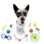 Happy terrier surrounded by dog toys. From a decorative basket to a durable dog toy box, here's the information you need to choose the best dog toy storage option.