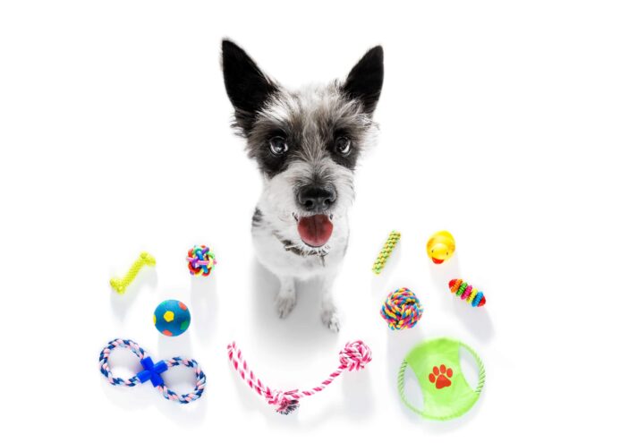 Happy terrier surrounded by dog toys. From a decorative basket to a durable dog toy box, here's the information you need to choose the best dog toy storage option.