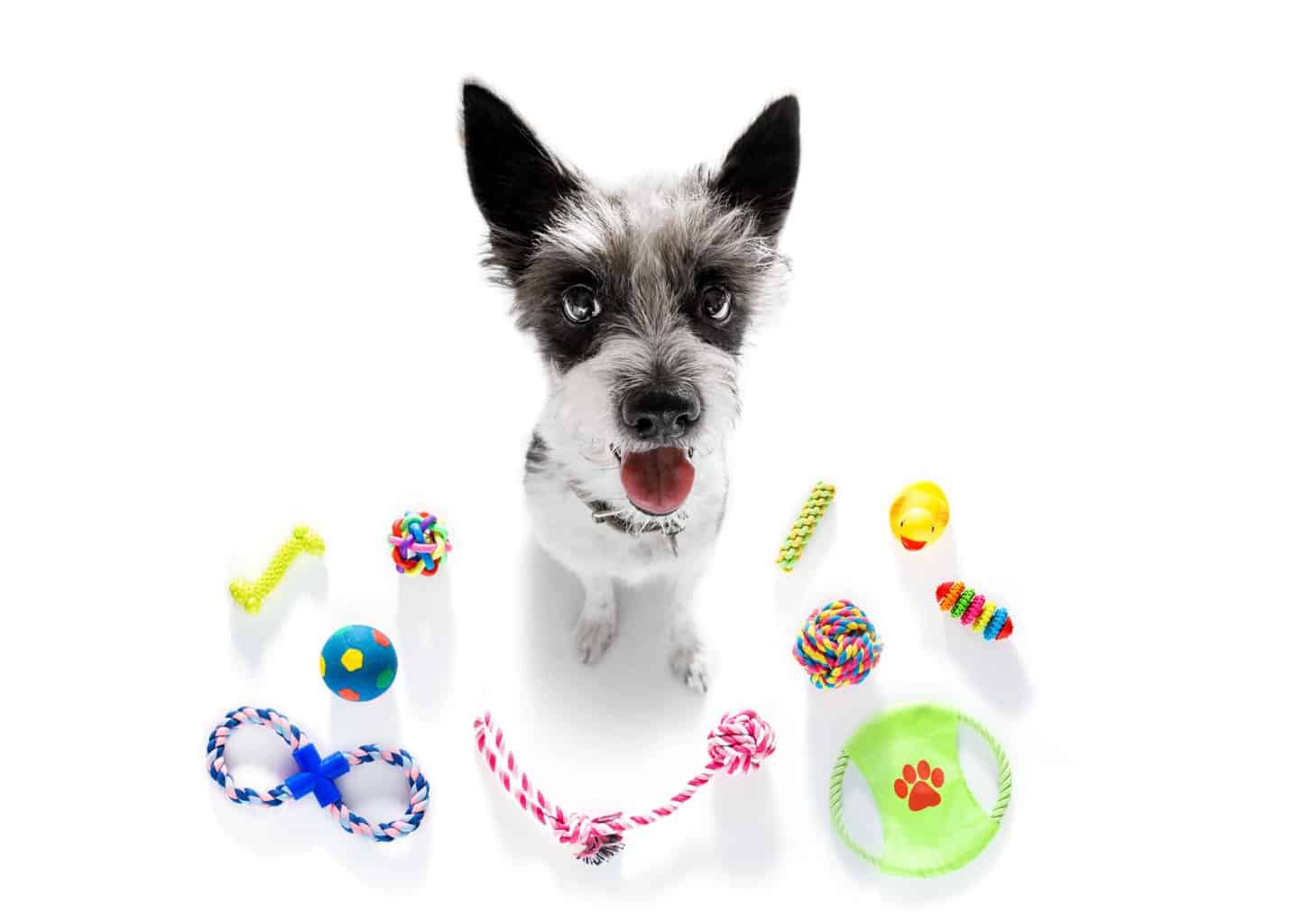 Happy terrier surrounded by dog toys. From a decorative basket to a durable dog toy box, here's the information you need to choose the best dog toy storage option.