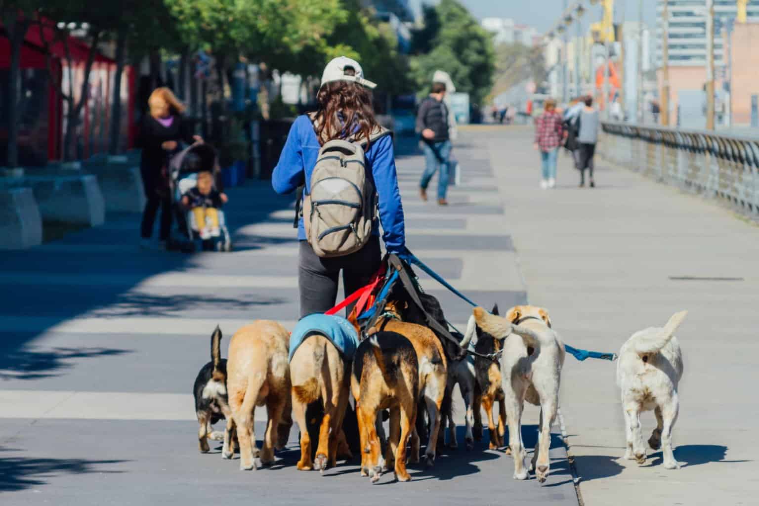 Dog walker with pack of dogs on busy city street. Market your dog walking business by establishing a social media presence and setting up a Google Business Profile so locals can easily find your company.