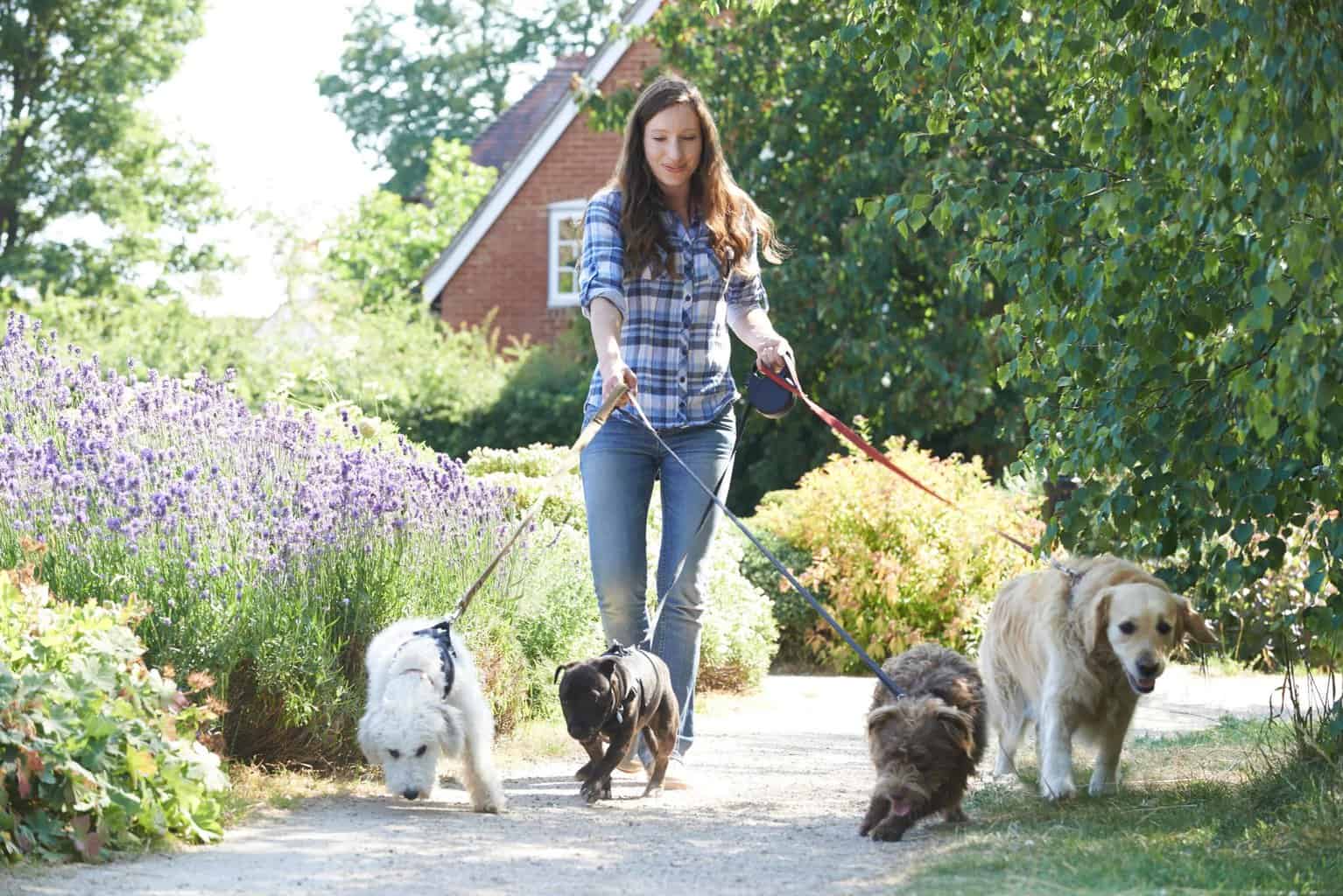 Woman walks four dogs. Owning a dog walking business, or any pet-based business, is a great way to monetize your love of animals.