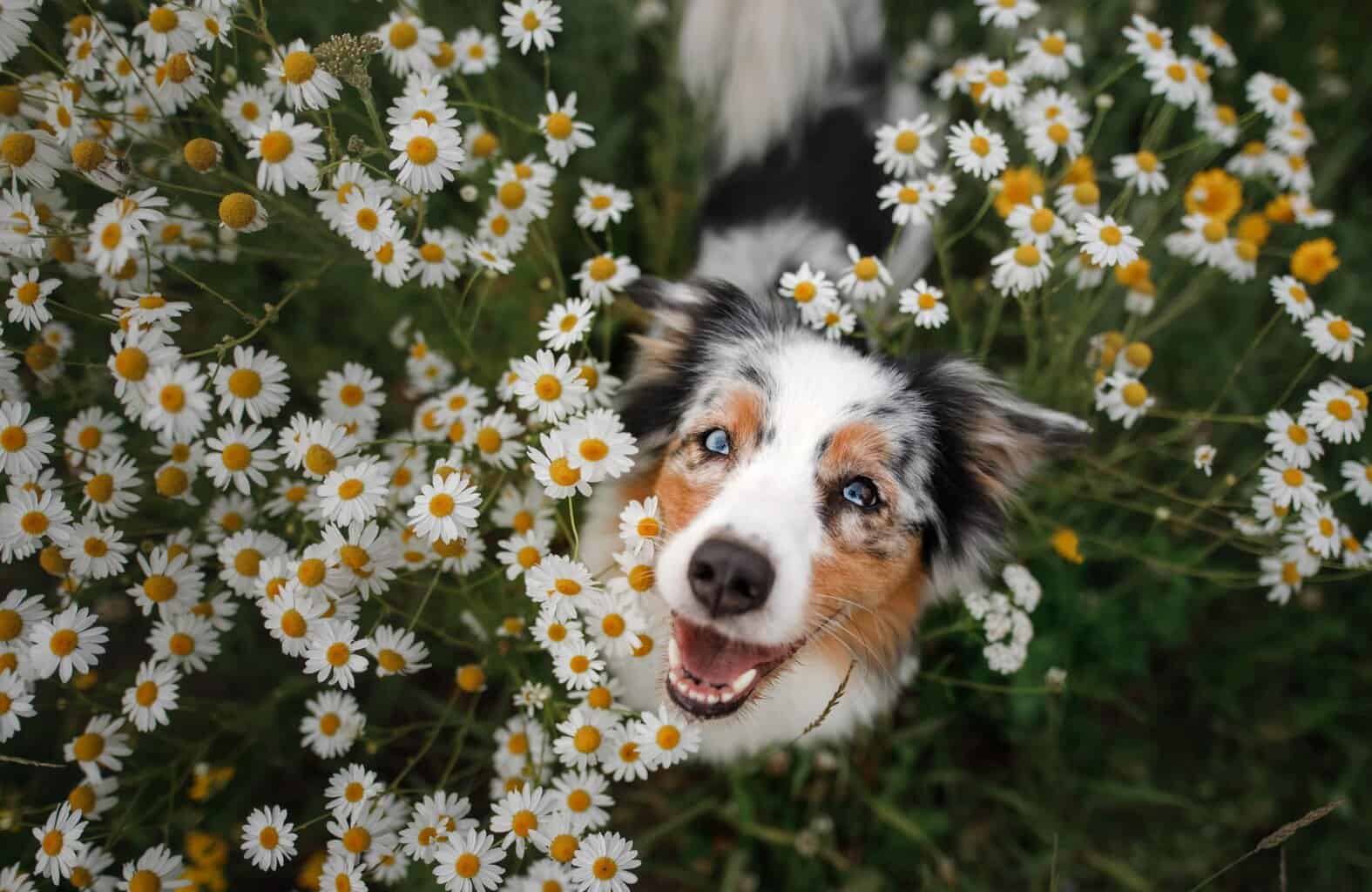Happy Australian shepherd surrounded by daisies and grass. Combining pesticides and dogs can be dangerous. Some factors that increase the risk of health issues are the type, amount, and frequency of pesticides used.