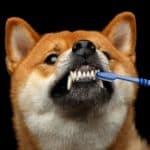 Owner brushes shiba inu's teeth. Failing to feed your dog a healthy diet and keep its mouth clean and free of germs can lead to gingivitis.