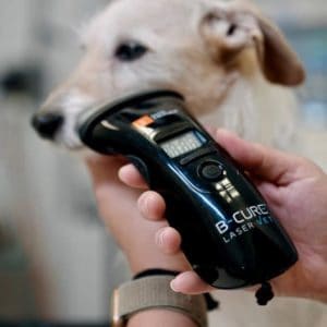 Laser therapy helps kill bacteria and treat gingivitis in dogs.