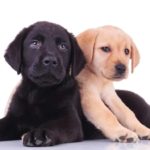 Black Labrador and Yellow Labrador puppies on white background. Use our list of dos and don'ts to protect your puppy from health scares to ensure your dog lives a long, healthy life.