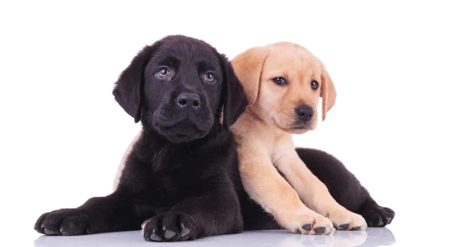 Black Labrador and Yellow Labrador puppies on white background. Use our list of dos and don'ts to protect your puppy from health scares to ensure your dog lives a long, healthy life.