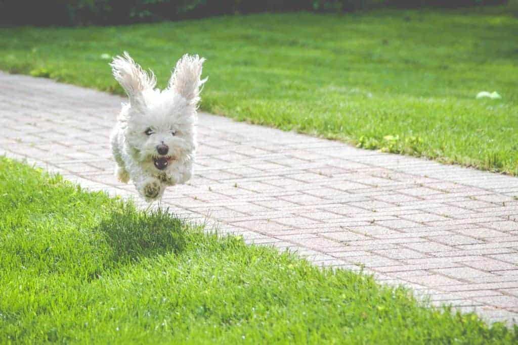 Bichon Poodle mix runs through yard. Having a hyper puppy can be exhausting, but there are ways to cope. Try seven tips that will help you manage your pup's energy levels.