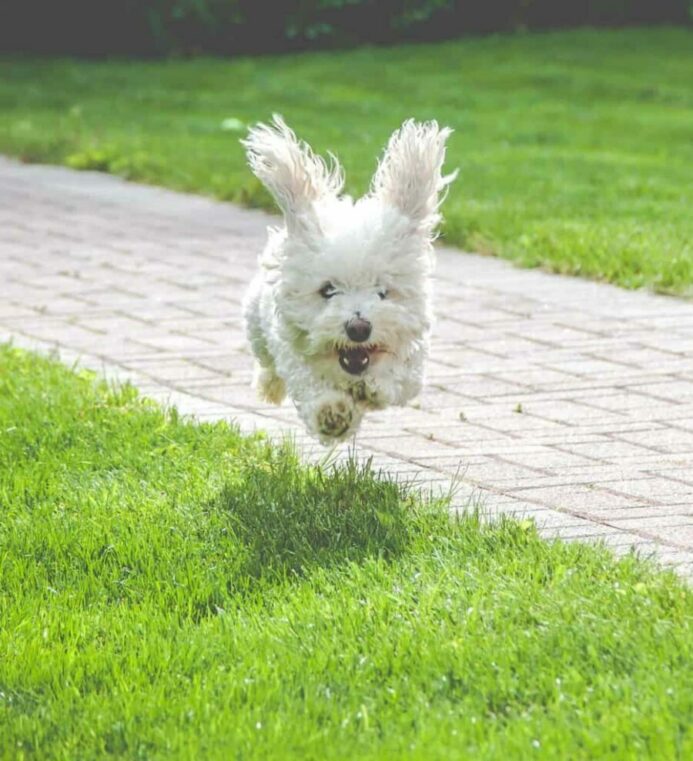 Bichon Poodle mix runs through yard. Photo illustration for hyper puppy post.