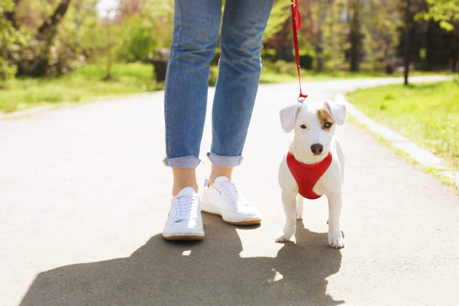 Jack Russell Terrier goes for a walk.