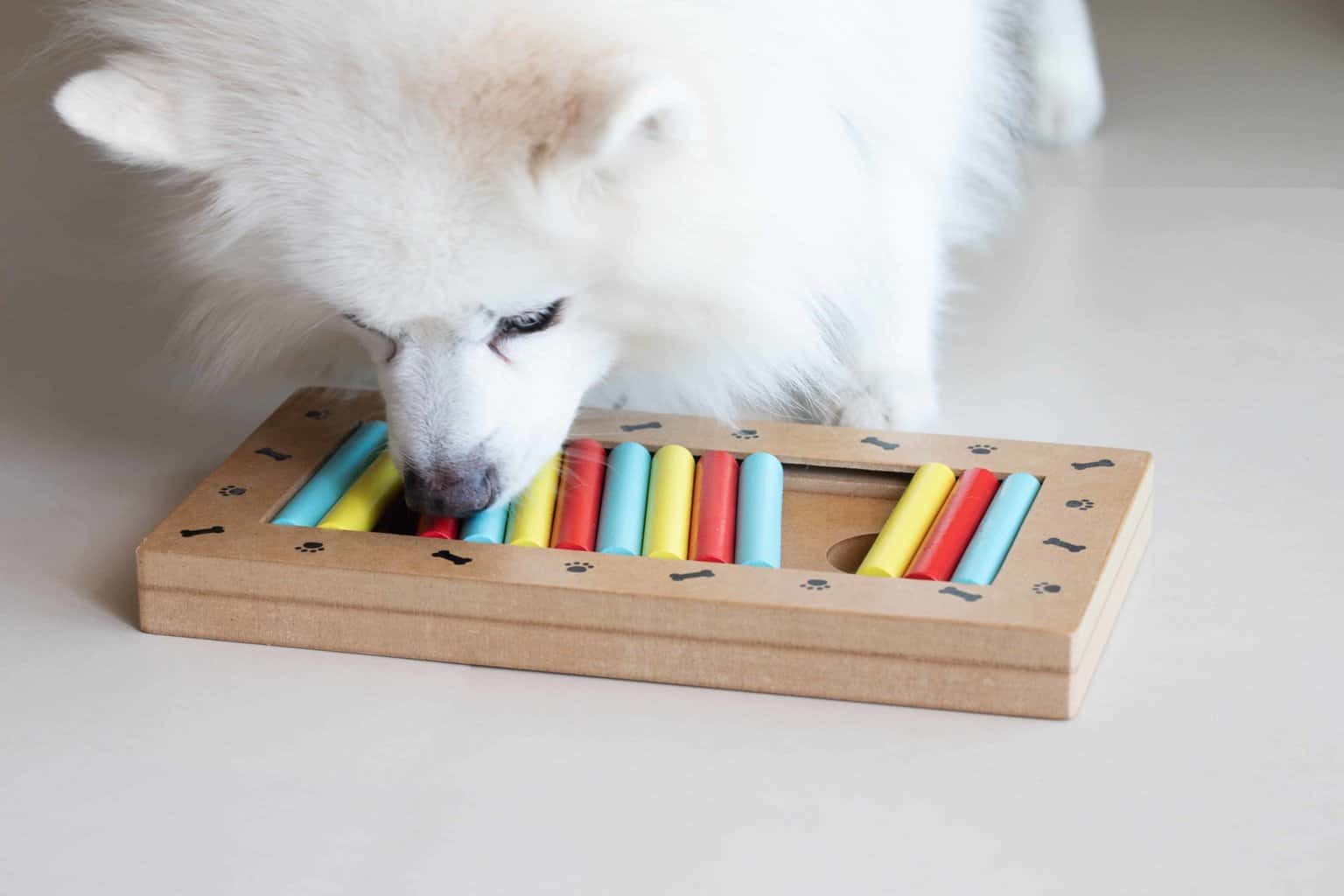 Fluffy white dog plays with dog puzzle toy. Interactive dog toys help stave off boredom and keep dogs sharp and engaged, making for a happy and healthy pup.