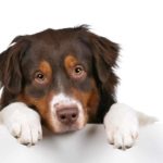 Sad Australian Shepherd on white background. Pet CDB treats and chews are an easy way to get your dog to ingest a cannabidiol extract, particularly if they love eating treats.