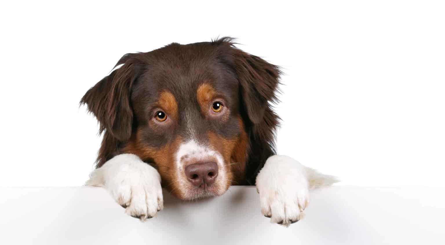 Sad Australian Shepherd on white background. Pet CDB treats and chews are an easy way to get your dog to ingest a cannabidiol extract, particularly if they love eating treats.